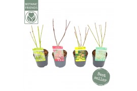 Acer palmatum Acer palm. diverse mix1 pp 200 gram 4 kleuren per kar