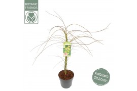 Acer palmatum emerald lace Acer palm. Emerald Lace