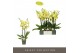 Phalaenopsis anthura ferrara Optistar Ferrara 3 spike18 bl. 3 tak/plnt 