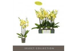 Phalaenopsis anthura ferrara Optistar Ferrara 3 spike18 bl. 3 tak/plnt