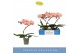 Phalaenopsis zalm Balletto Sway 1 spike9 bl. 1 tak/plnt 