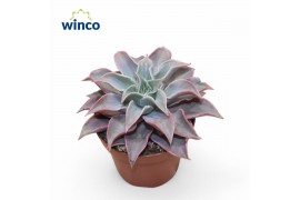 Echeveria Echeveria Madibaoverige bl.