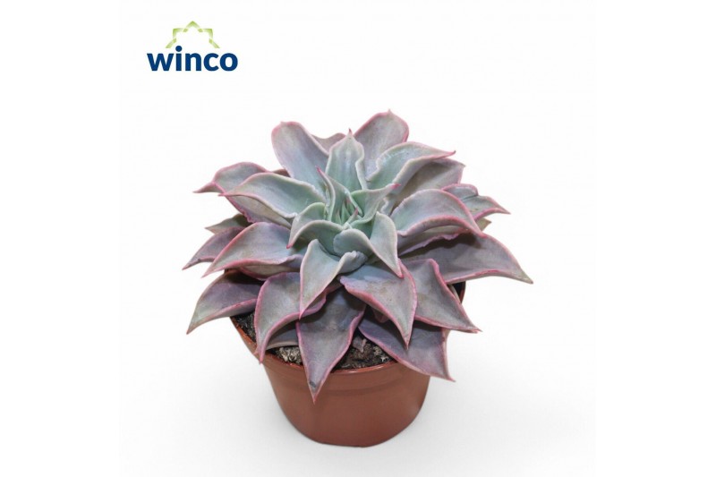 Echeveria Echeveria Madibaoverige bl. 