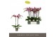 Phalaenopsis paars Optistar Prince 2 spike15 bl. 2 tak/plnt 
