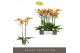 Phalaenopsis oranje Optistar Deshi 2 spike15 bl. 2 tak/plnt 