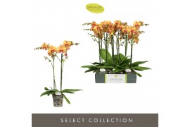 Phalaenopsis oranje Optistar Deshi 2 spike15 bl. 2 tak/plnt