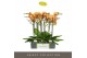 Phalaenopsis oranje Optistar Deshi 2 spike15 bl. 2 tak/plnt 