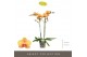 Phalaenopsis oranje Optistar Deshi 2 spike15 bl. 2 tak/plnt 
