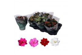 Kalanchoe blossfeldiana rosalina gemengd
