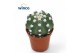Cactus Echinopsis Subdenudata 