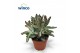 Kalanchoe tomentosa Kalanchoe Tomentosa Nigraoverig pp 