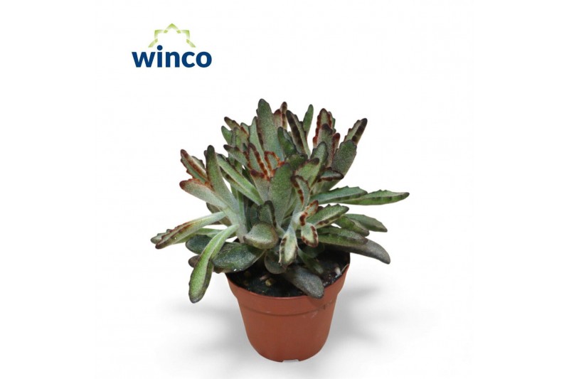 Kalanchoe tomentosa Kalanchoe Tomentosa Nigraoverig pp 