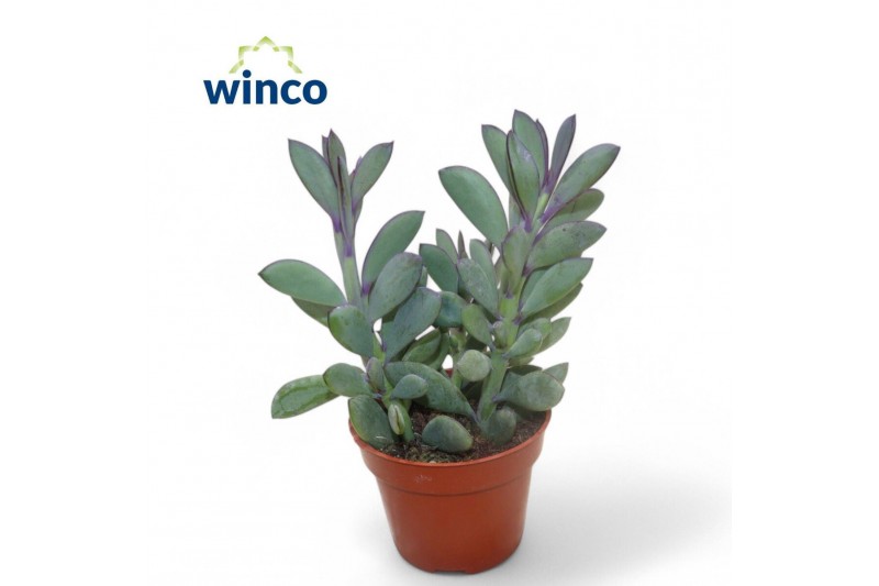 Senecio crassissimus Senecio Crassisimus3 pp 