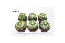 Mammillaria Mammillaria Marksiana