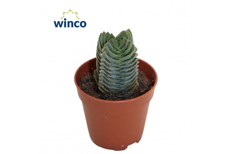 Crassula Crassula Buddhas Temple 