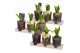Arrangementen hyacinthus Hyacint Triple Glass on Wood HL13722 [LOVELY  