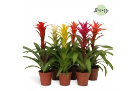 Guzmania mix Guzmania Suerte Cupcake