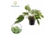 Epipremnum Epipremnum Marble king 1 pp 