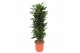 Dracaena frag. der. janet lind Dracaena Janet Lind12 pp 