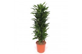 Dracaena frag. der. janet lind Dracaena Janet Lind12 pp