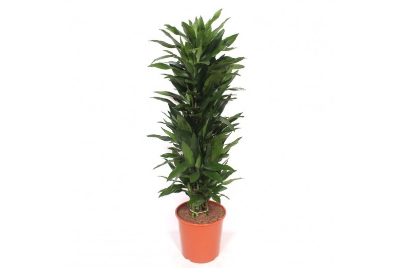 Dracaena frag. der. janet lind Dracaena Janet Lind12 pp 