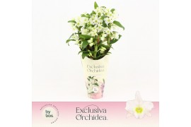 Dendrobium nob. spring dreamstarclass apollon Dendrobium Nobilé, Apoll