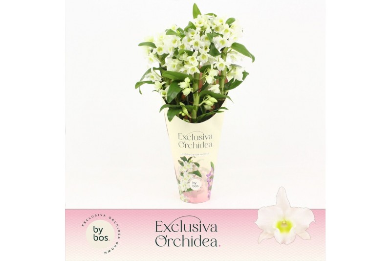 Dendrobium nob. spring dreamstarclass apollon Dendrobium Nobilé, Apoll 