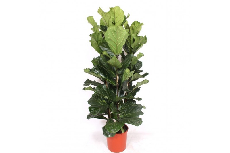 Ficus lyrata Ficus lyrata 3 per potpp 