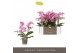 Phalaenopsis multiflora honeybee Optimost Honeybee 2 spike25 bl. 2 tak 
