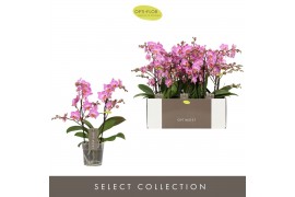 Phalaenopsis multiflora honeybee Optimost Honeybee 2 spike25 bl. 2 tak