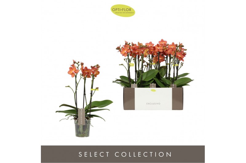 Phalaenopsis multiflora oranje Exclusivo Eos 3 spike25 bl. 3 tak/plnt  