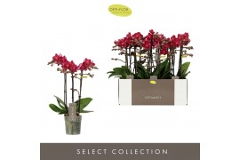 Phalaenopsis multiflora red lion Optimost Red Lion 3 spike35 bl. 3 tak