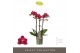 Phalaenopsis multiflora red lion Optimost Red Lion 3 spike35 bl. 3 tak 
