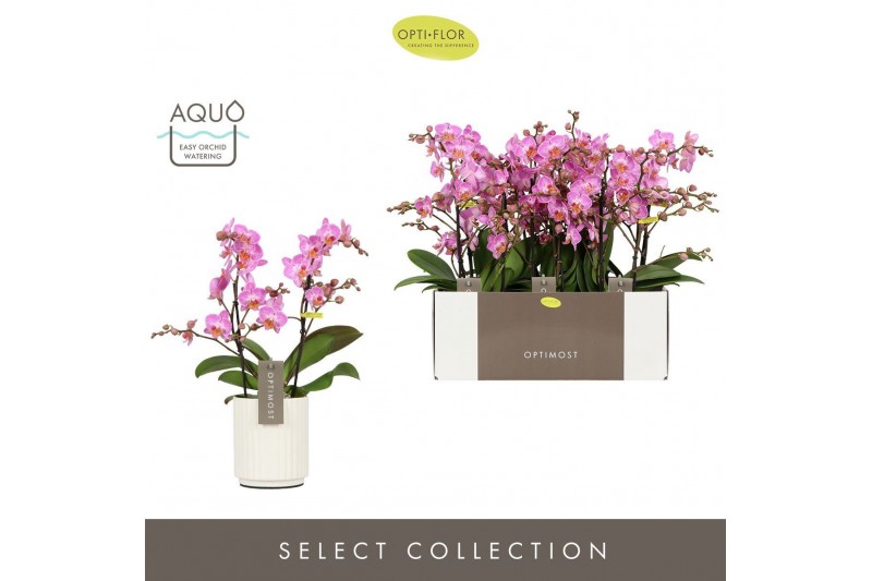 Phalaenopsis multiflora honeybee Optimost Honeybee 2 spike in Molise W 