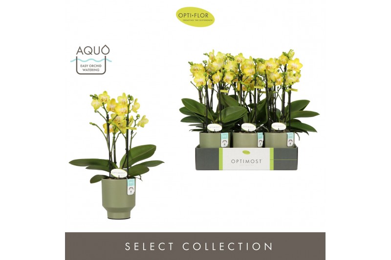 Phalaenopsis multiflora anthura arezzo Optimost Arezzo 4 spike in Emil 