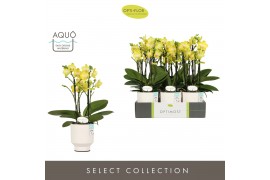 Phalaenopsis multiflora anthura arezzo Optimost Arezzo 4 spike in Emil