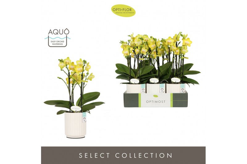 Phalaenopsis multiflora anthura arezzo Optimost Arezzo 4 spike in Moli 