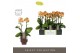 Phalaenopsis multiflora oranje Exclusivo Juno 2 spike in Emilia Brown  