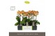 Phalaenopsis multiflora oranje Exclusivo Juno 2 spike in Molise White  