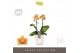 Phalaenopsis multiflora oranje Exclusivo Juno 2 spike in Molise White  