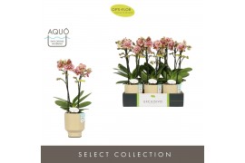 Phalaenopsis multiflora geel Exclusivo Tama 2 spike in Emilia Sand Aqu