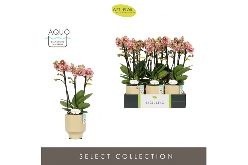 Phalaenopsis multiflora geel Exclusivo Tama 3 spike in Emilia Sand Aqu 