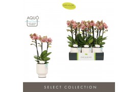 Phalaenopsis multiflora geel Exclusivo Tama 3 spike in Emilia White Aq