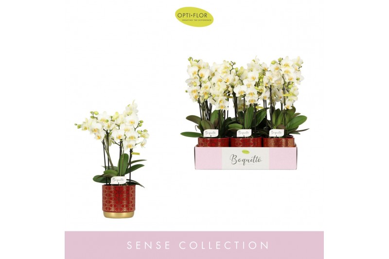 Phalaenopsis multiflora wit Boquetto Beauty 3-5 spike in Christmas Red 