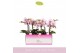 Phalaenopsis multiflora roze MyMonro Make-up 3 spikebl.  tak/plnt 