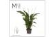 Spathiphyllum strauss Spathiphyllum 13 cm Strauss Mimesis 60 cm3 bl. 