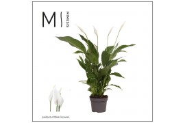 Spathiphyllum strauss Spathiphyllum 13 cm Strauss Mimesis 60 cm3 bl.