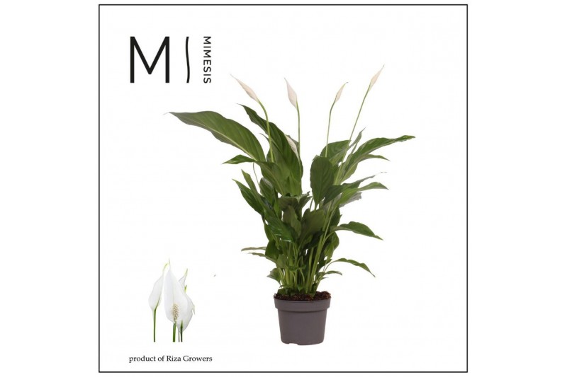 Spathiphyllum strauss Spathiphyllum 13 cm Strauss Mimesis 60 cm3 bl. 
