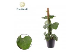 Cissus Cissus Quadran Mosstok overige  cm 3 pp