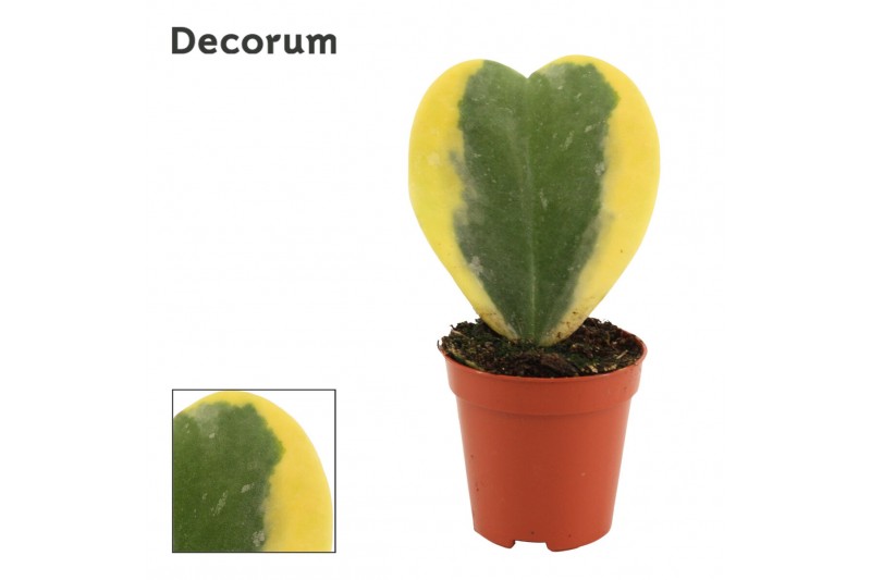 Hoya kerrii Hoya Kerrii Variegata single 6 cm (Decorum) 1 pp 